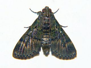 Teliphasa elegans