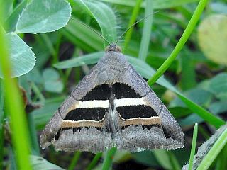 Grammodes geometrica