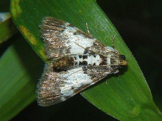 Termioptycha margarita