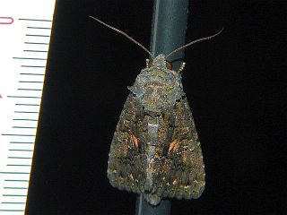 Aedia leucomelas