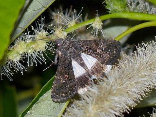 Aedia leucomelas