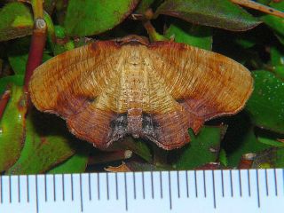 Plagodis dolabraria