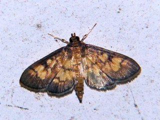 Sameodes aptalis usitatus