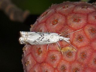 Chrysoteuchia porcelanella