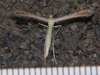 Fuscoptilia emarginata