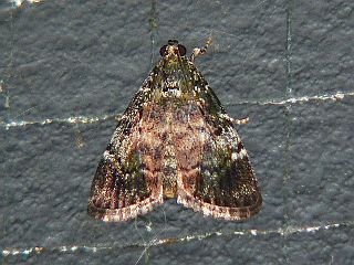 Orthaga achatina achatina