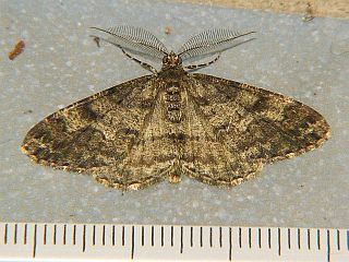 Alcis angulifera