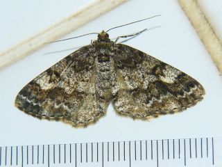 Alcis angulifera