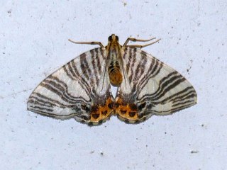 Callabraxas compositata compositata