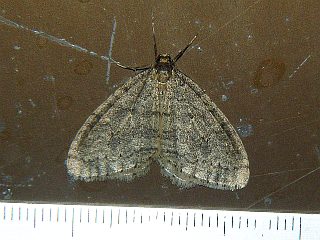 Operophtera brunnea