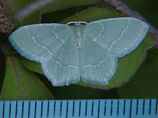 Idiochlora ussuriaria
