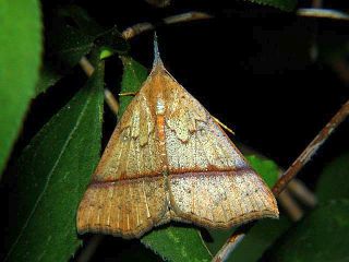 Hypena strigatus minna