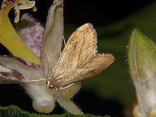 Evergestis forficalis