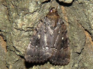 Amphipyra horiei