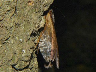 Amphipyra horiei