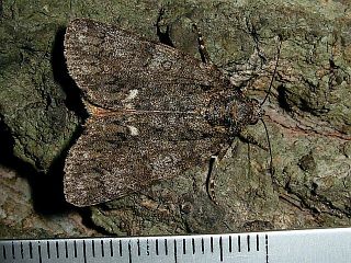 Viminia rumicis