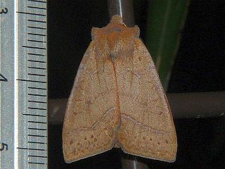 Conistra nawae