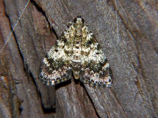 Orthaga onerata