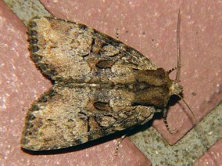 Apamea hampsoni