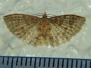 Alucita spilodesma