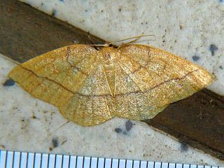 Pseudepione magnaria