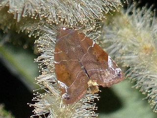 Cosmia affinis