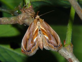 Lophomilia takao