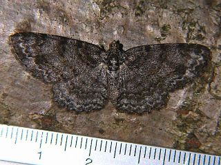 Protoboarmia faustinata