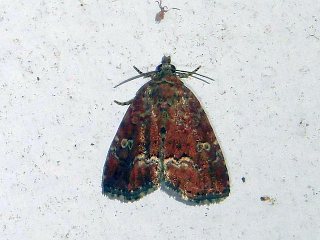 Sugia erastroides