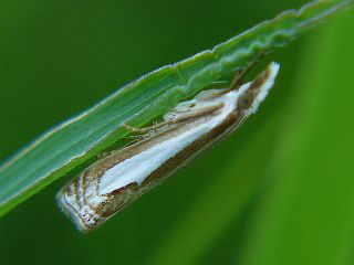 Crambus pseudargyrophorus