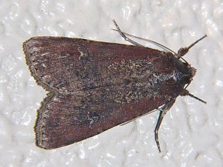 Peridroma saucia