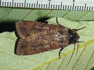 Peridroma saucia