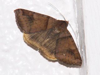 Mocis ancilla