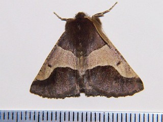 Wilemania nitobei