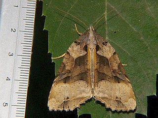Orthogonia sera