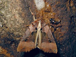 Orthogonia sera