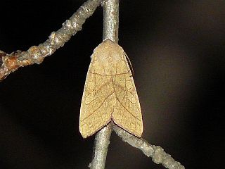 Telorta divergens