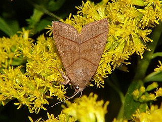 Telorta divergens