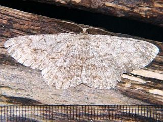 Hypomecis lunifera