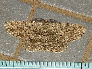 Hypomecis lunifera