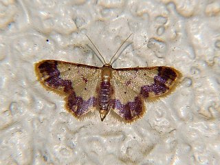 Idaea nielseni