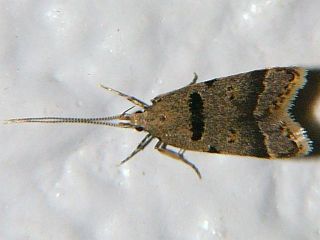 Deltoplastis apostatis