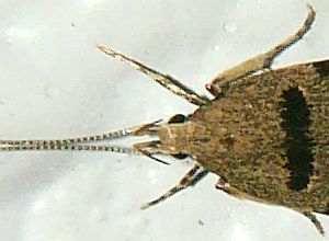 Deltoplastis apostatis