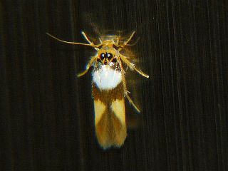 Stathmopoda opticaspis
