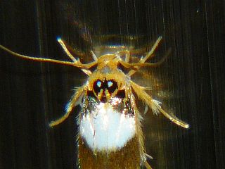 Stathmopoda opticaspis