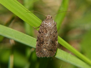 Athetis furvula