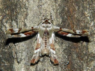 Apochima juglansiaria