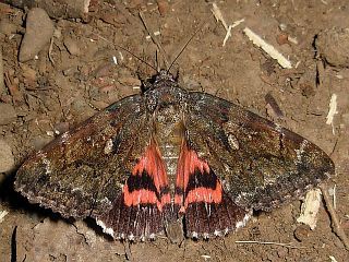 Catocala dula