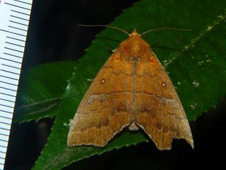 Rusicada privata