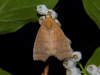 Rusicada privata